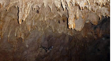 There are bats in the ceiling and flying around in the Nivida Bat Cave in Bastimentos