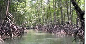 A short boat ride through the mangrove forest takes you to the village of Salt Creek